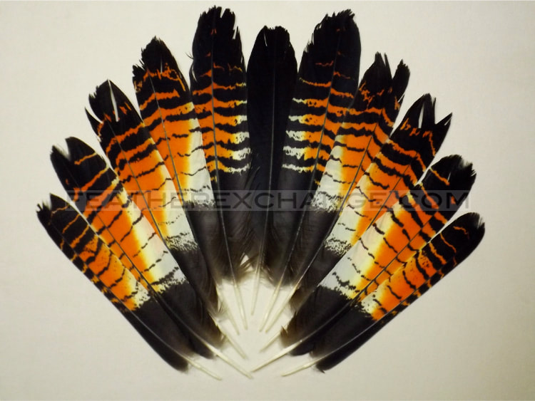 FeatherExchange.com Female, Red-tailed Black-Cockatoo Tail Set - Example 21