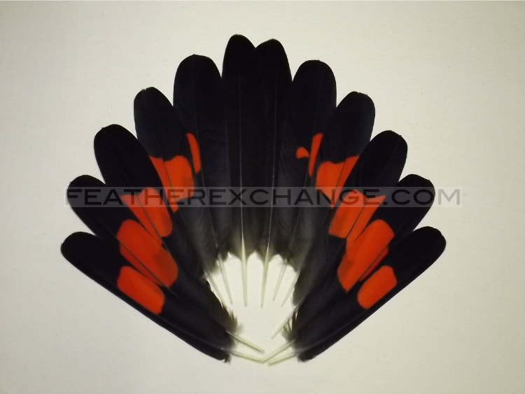 FeatherExchange.com Male, Red-tailed Black-Cockatoo Tail Set - Example 3