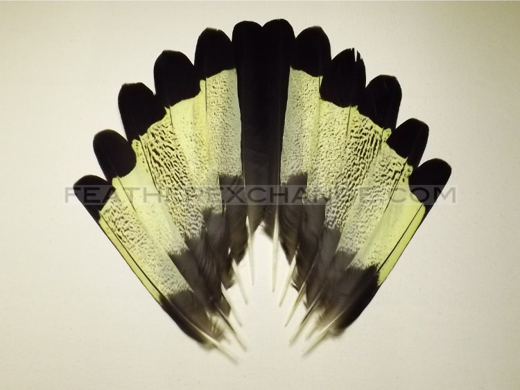 FeatherExchange.com Yellow-tailed Black-Cockatoo Tail Set - Example 16