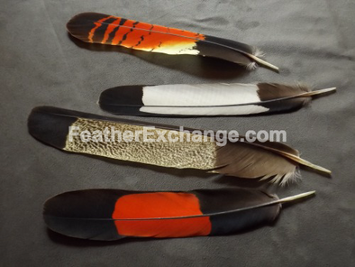 FeatherExchange.com Black-Cockatoo tail feathers