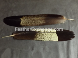 FeatherExchange.com Yellow-tailed Black-Cockatoo tail feathers