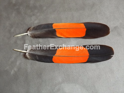 FeatherExchange.com Male, Red-tailed Black-Cockatoo tail feathers