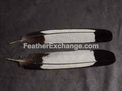 FeatherExchange.com White-tailed Black-Cockatoo tail feathers