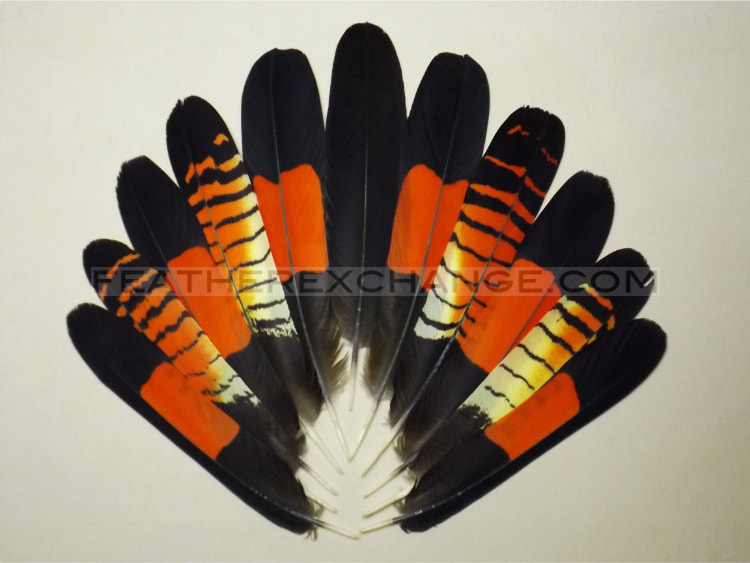 FeatherExchange.com Red-tailed Black-Cockatoo Tail Set - Example 7