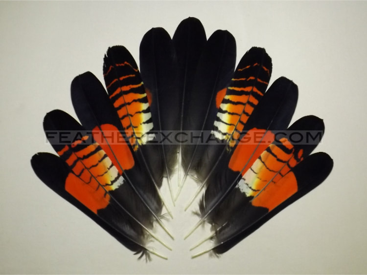 FeatherExchange.com Red-tailed Black-Cockatoo Tail Set - Example 8