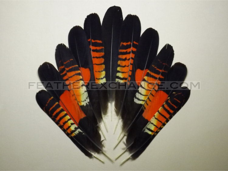 FeatherExchange.com Red-tailed Black-Cockatoo Tail Set - Example 10