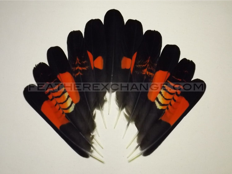 FeatherExchange.com Red-tailed Black-Cockatoo Tail Set - Example 9