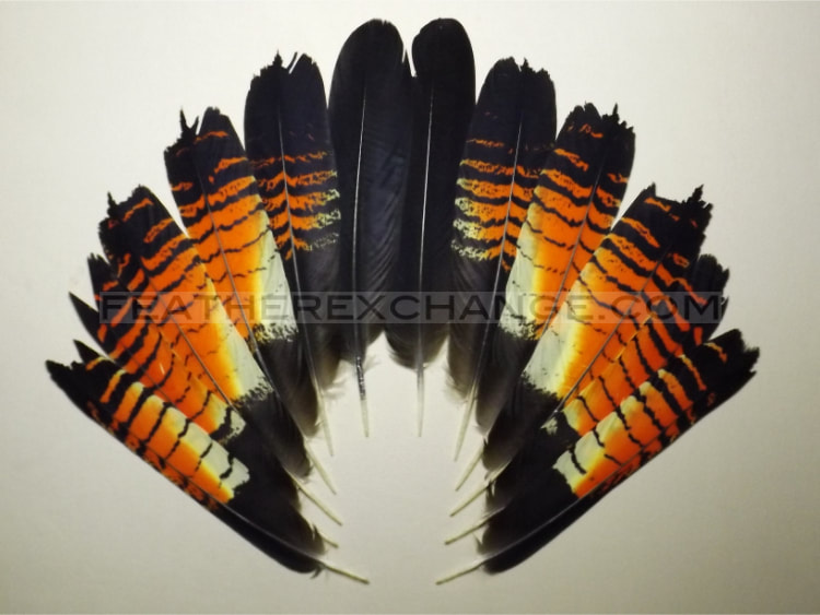 FeatherExchange.com Female, Red-tailed Black-Cockatoo Tail Set - Example 19