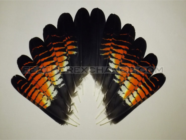 FeatherExchange.com Female, Red-tailed Black-Cockatoo Tail Set - Example 2