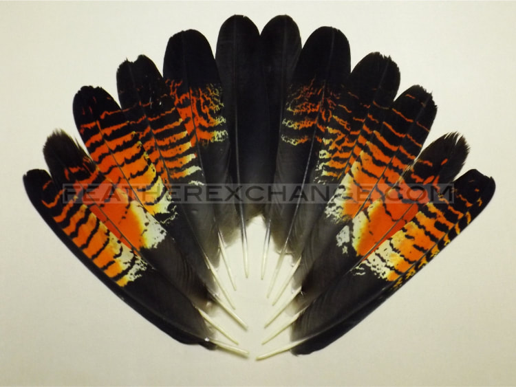 FeatherExchange.com Female, Red-tailed Black-Cockatoo Tail Set - Example 12
