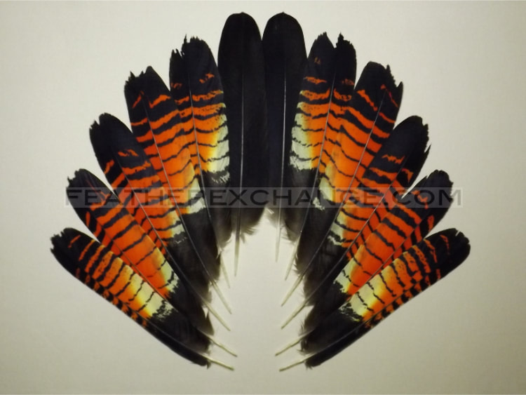 FeatherExchange.com Female, Red-tailed Black-Cockatoo Tail Set - Example 15