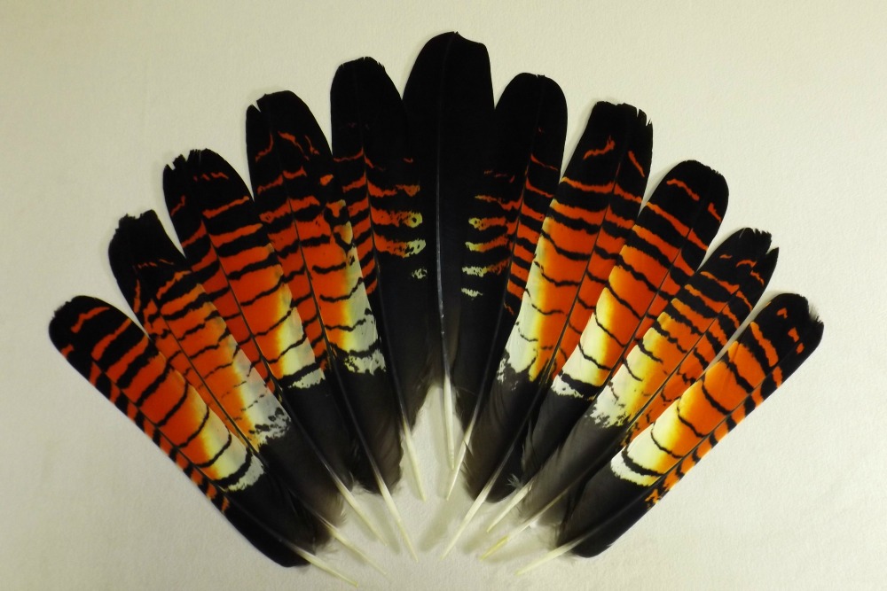 Australia Red Tail Black Cockatoo feather 