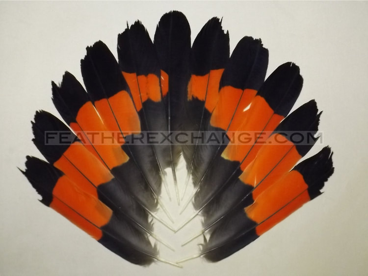 FeatherExchange.com Male, Red-tailed Black-Cockatoo Tail Set - Example 17