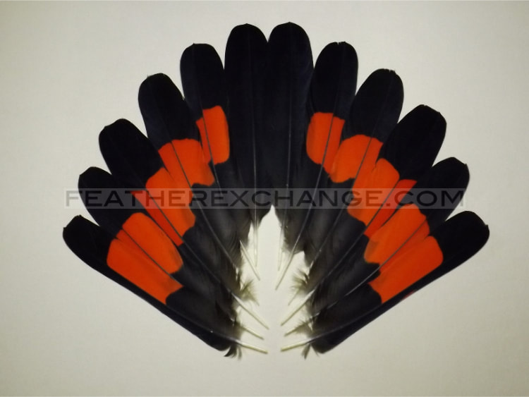 FeatherExchange.com Male, Red-tailed Black-Cockatoo Tail Set - Example 1