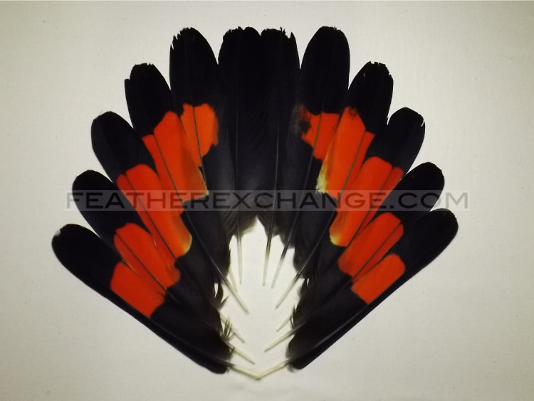 FeatherExchange.com Male, Red-tailed Black-Cockatoo Tail Set - Example 11