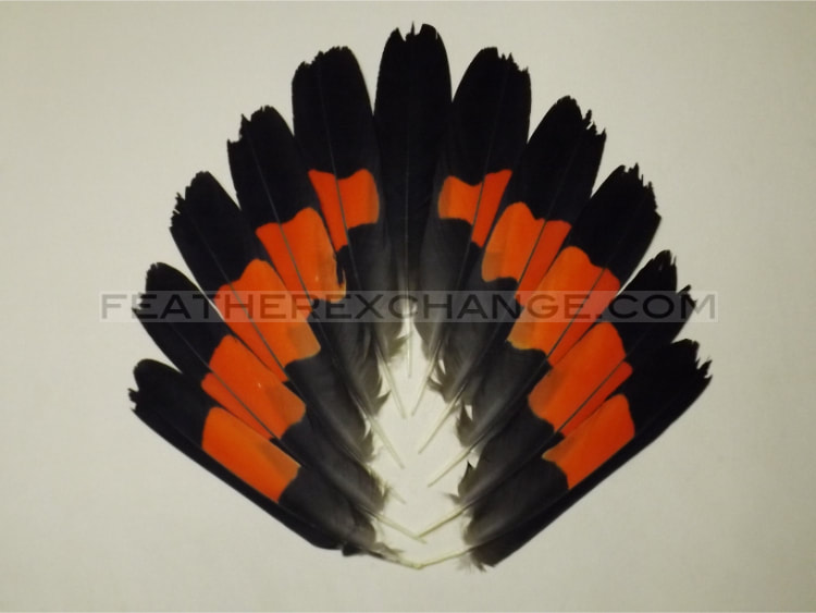 FeatherExchange.com Male, Red-tailed Black-Cockatoo Tail Set - Example 14