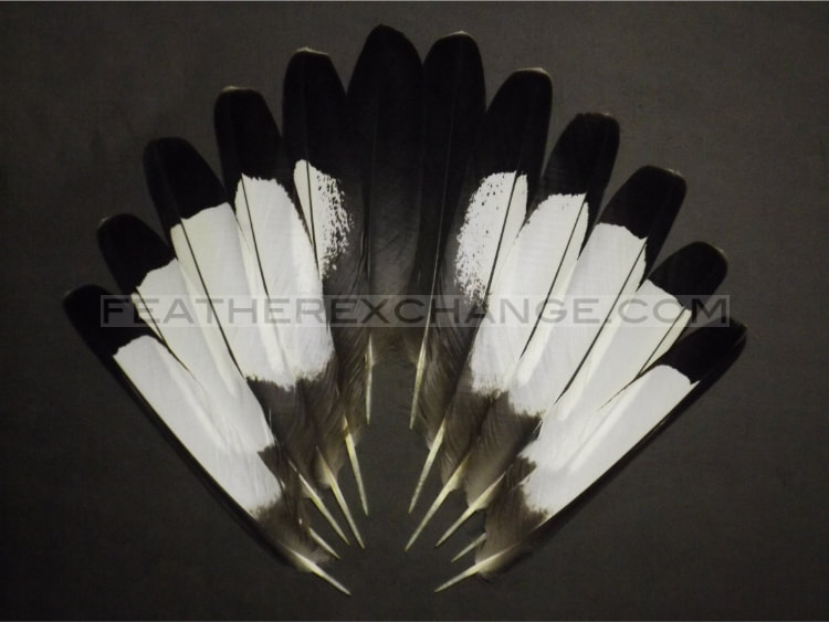 FeatherExchange.com White-tailed Black-Cockatoo Tail Set
