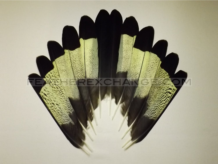 FeatherExchange.com Yellow-tailed Black-Cockatoo Tail Set - Example 6