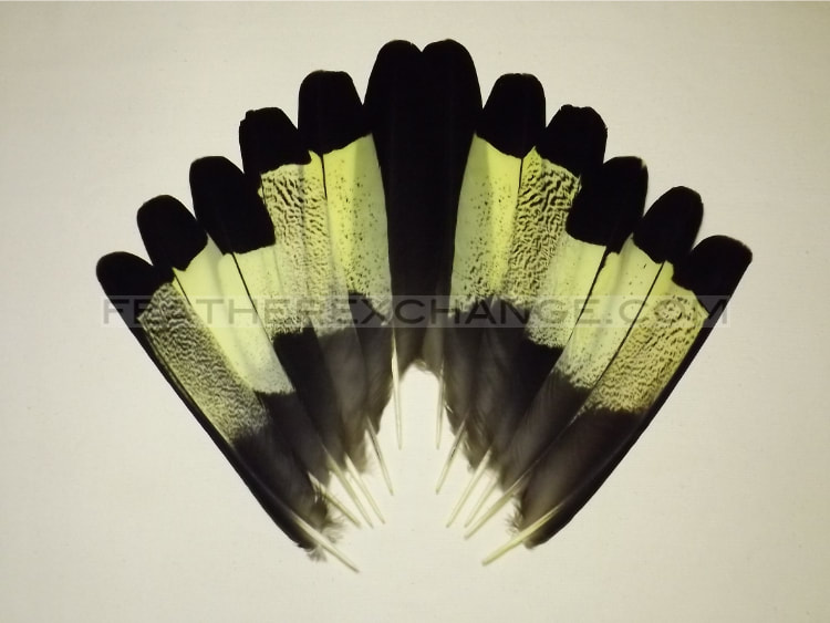 FeatherExchange.com Yellow-tailed Black-Cockatoo Tail Set - Example 13