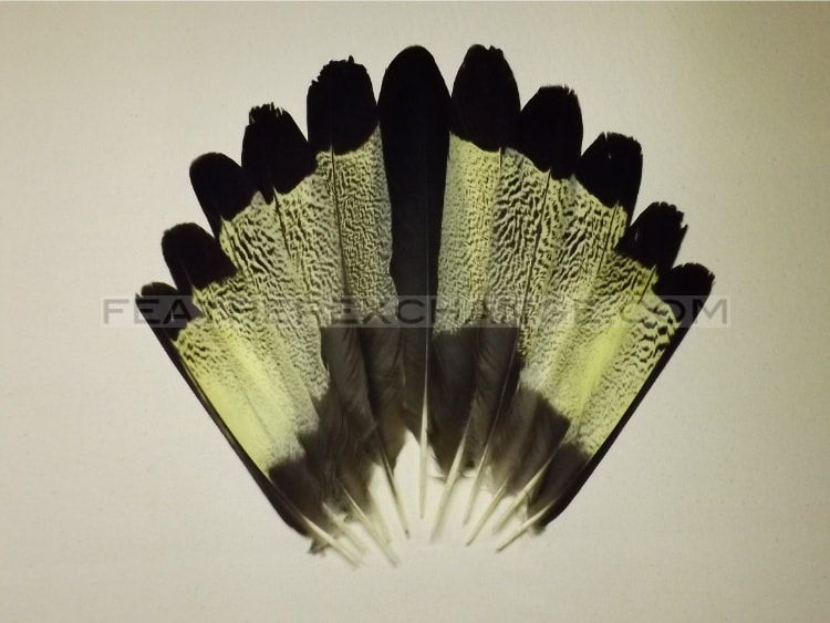 FeatherExchange.com Yellow-tailed Black-Cockatoo Tail Set - Example 18